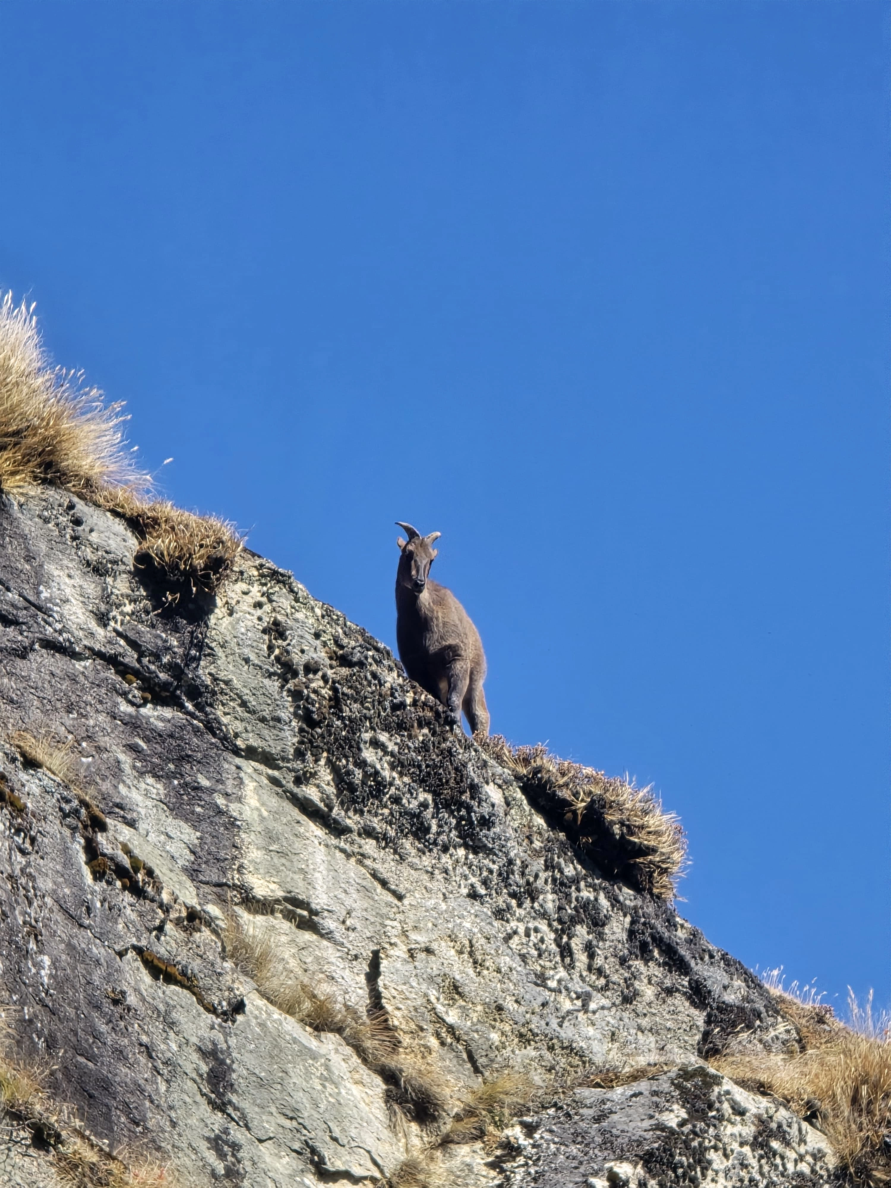Himalayan Thar