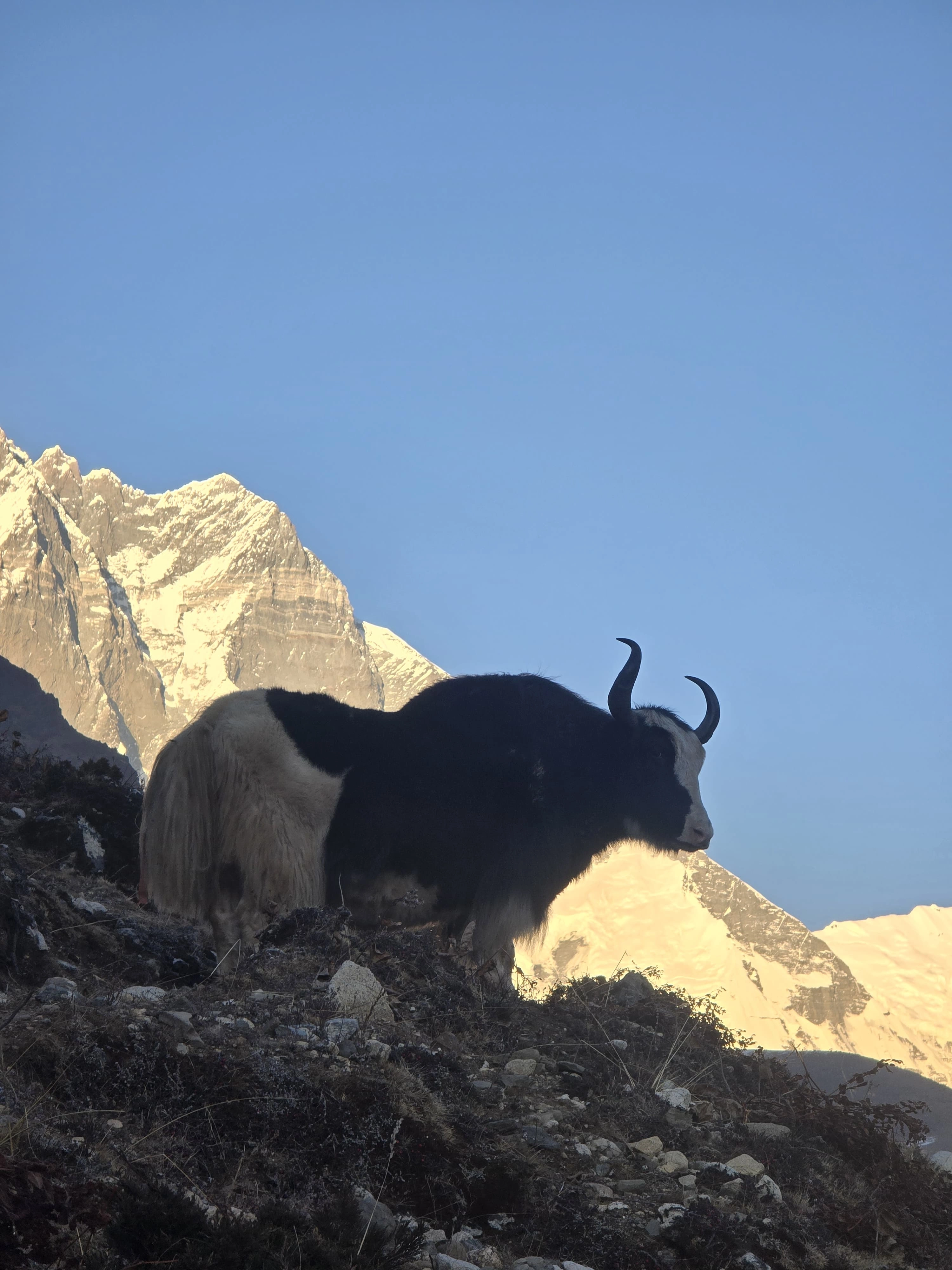 Mighty yak